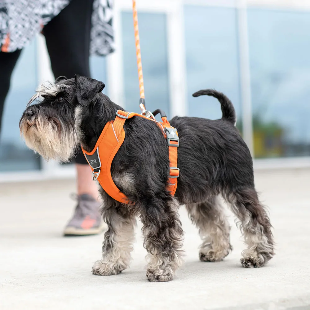 Dog Copenhagen Comfort Walk Pro Geschirr