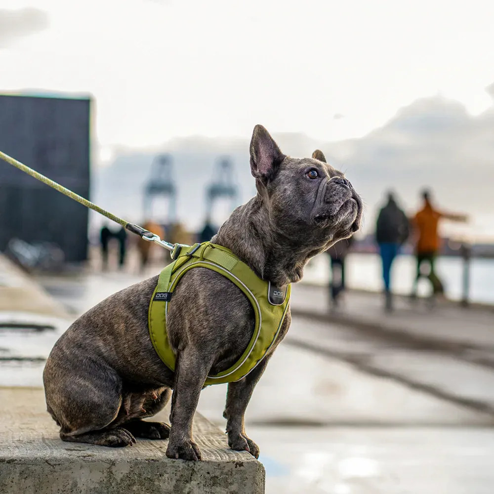 Dog Copenhagen Comfort Walk Go Harness