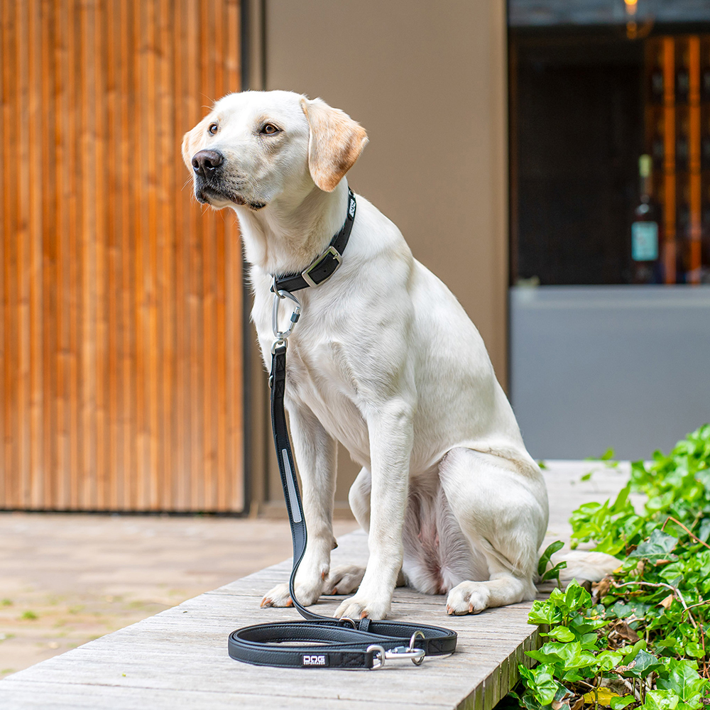 Dog Copenhagen Urban Classic Leine