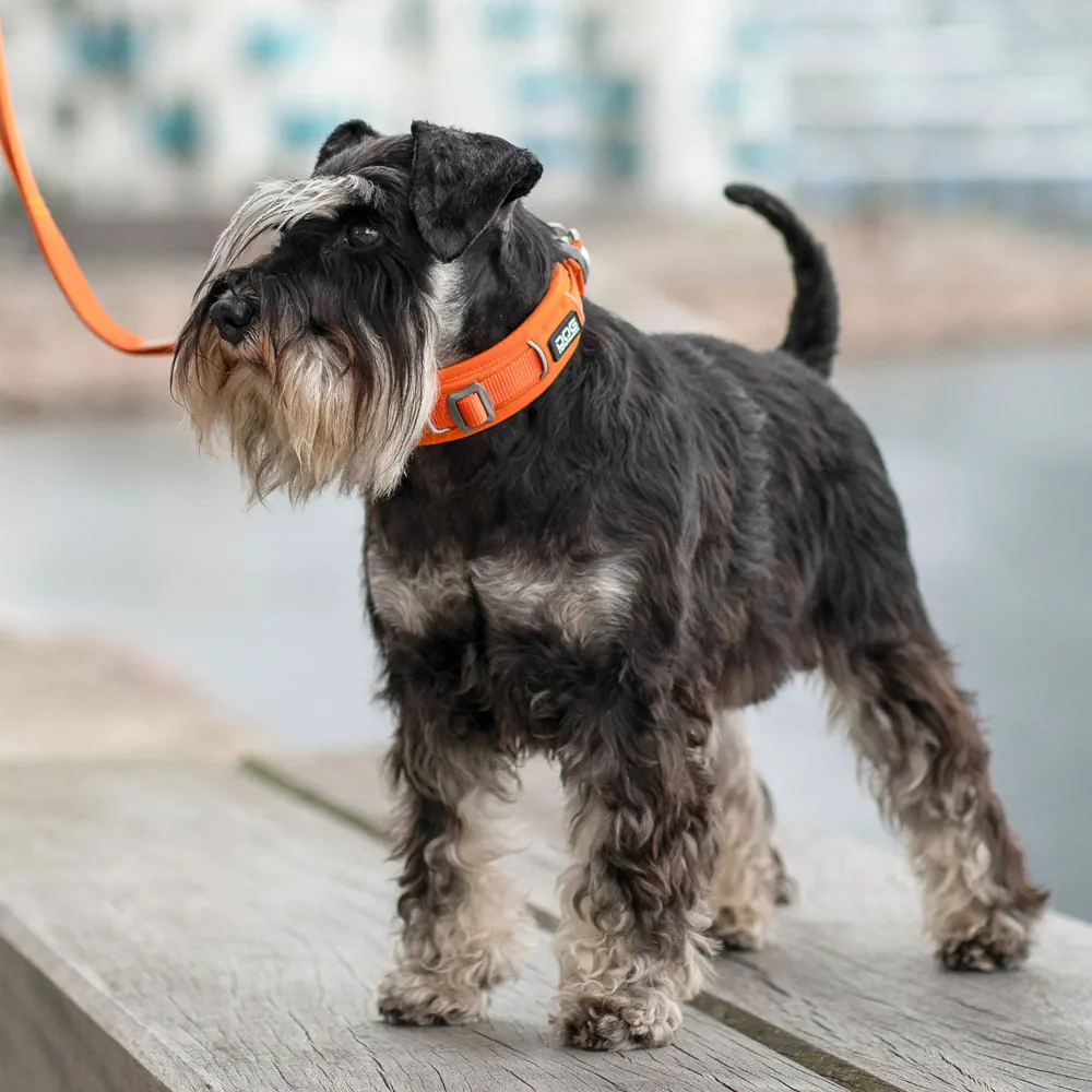 Dog Copenhagen Urban Explorer Halsband