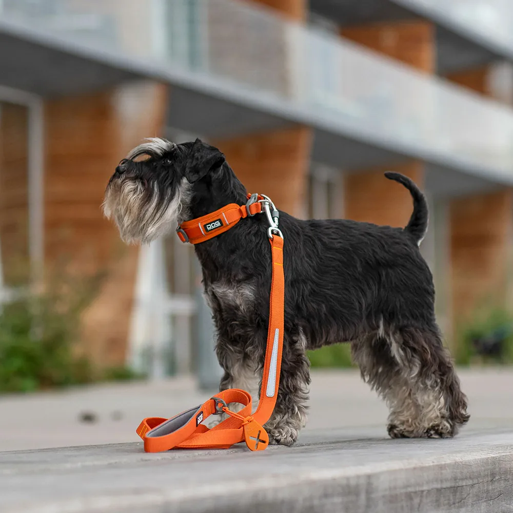 Dog Copenhagen Urban Trail Leine