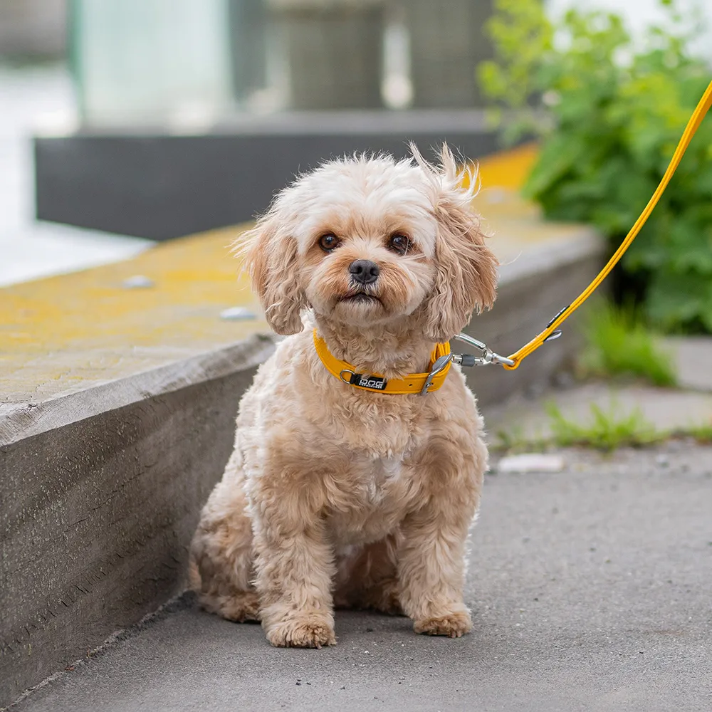 Dog Copenhagen Urban Classic Halsband